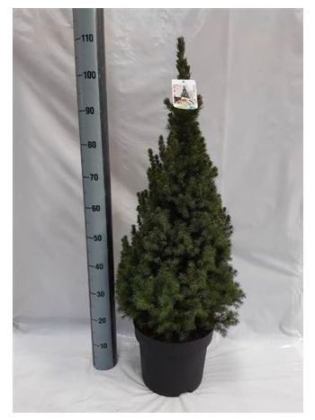 PICEA GL CONICA