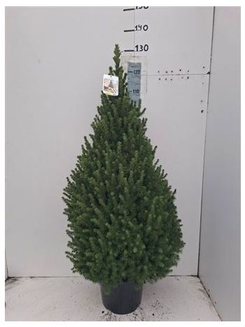 PICEA GL CONICA