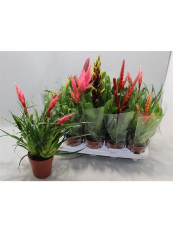 BROMELIA GEM