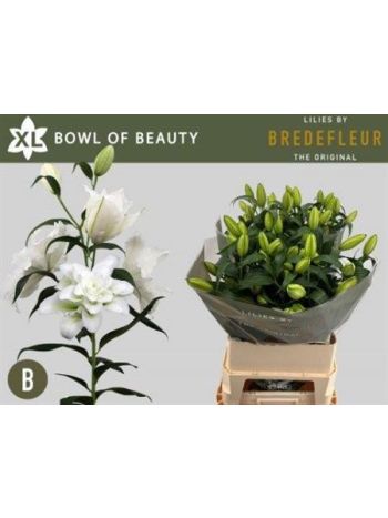 LI OR DU BO OF BEAUT