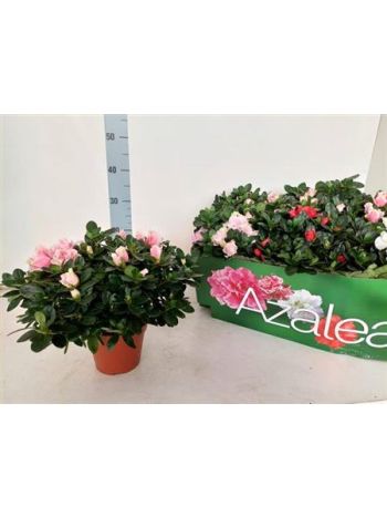 RHODO SI VOGEL GEM *6 ZÖLD DOBOZOS