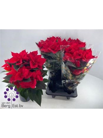 EUPHOR P CHR UNIVERS