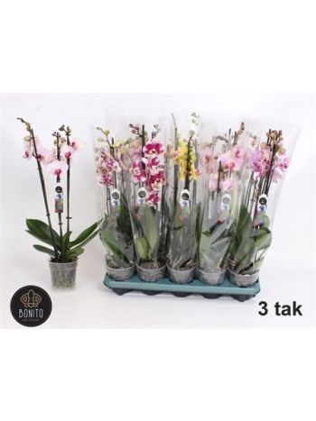 PHAL 3 ÁG GEM BONITO