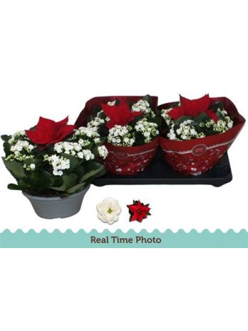 KAL WHITES MIKULÁSVIRÁG