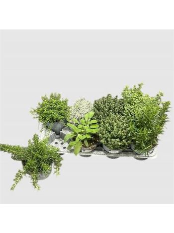 FŰSZERNÖVÉNY MIX *8