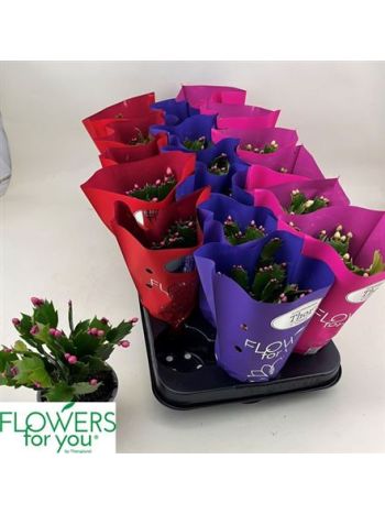 SCHLUMB GEM METÁL CELÓS