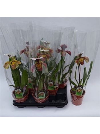 PAPH AMERIKA HYB GEM