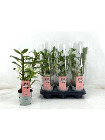 DENDR N 2 ÁG APOLLON