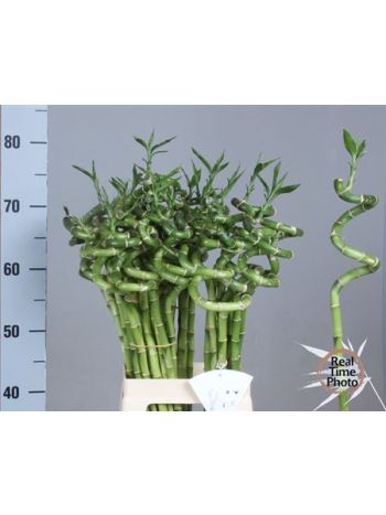 DRAC S LUCKY BAMBOO 70CM