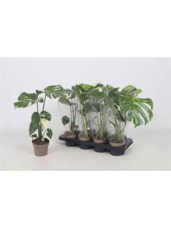 MONSTERA DEL THAI COLLECTION