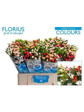 HYP COCO COLOURS GEM 60CM