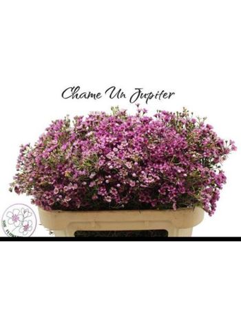 CHAME UN JUPITER
