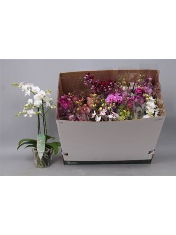 PHAL MF 2 ÁG GEM DOBOZOS