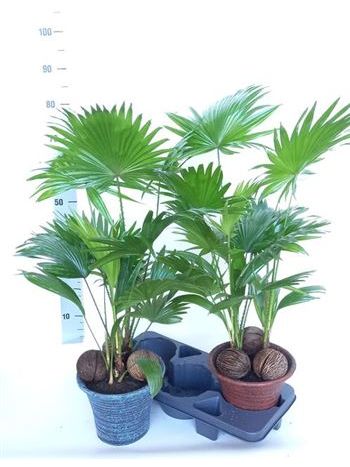 LIVISTONA ROTUNDIFOL KASPÓS