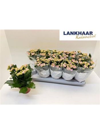 KAL ROSALIE PERFECTA PINK