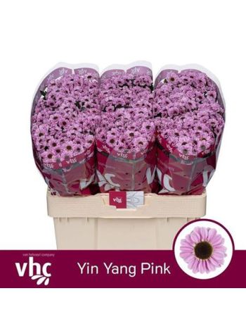 CHR SAN YIN YANG PINK