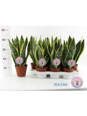 SANSEV FUTURA SUPERB