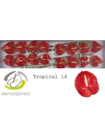 ANTH A  TROPICAL *10