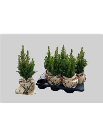 PICEA GL CONICA JUTA ZSÁK RÉNSZARVAS