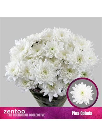 CHR T  F. PINA COLADA