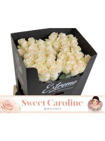 R GR SWEET CAROLINE 70CM
