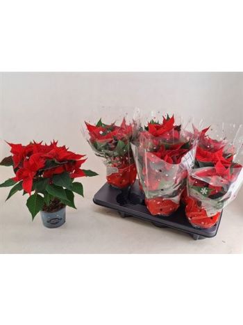 EUPHOR P CHR FEELING