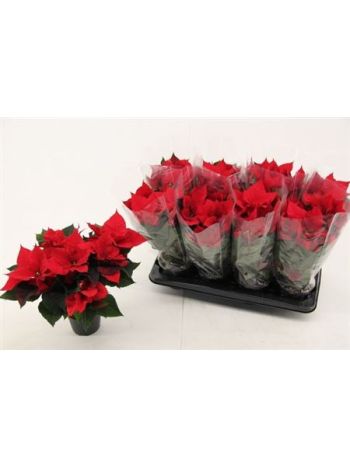 EUPHOR P CHR UNIVERS