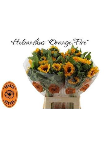 HELIAN AN ORANGE FIR 65CM