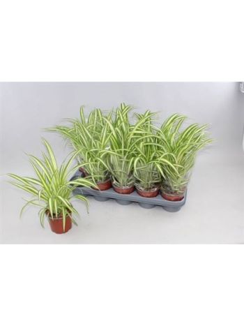 CHLOR COM VARIEGATUM