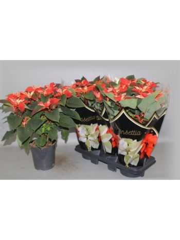 EUPHOR P FANTAS STAR