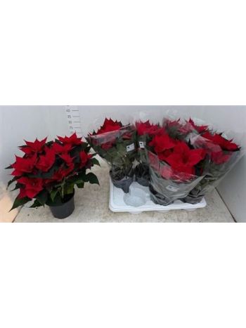 EUPHOR P CHR FEELING