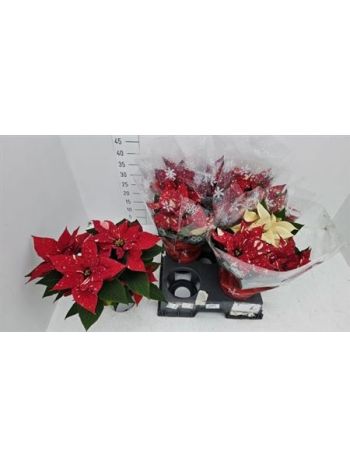 EUPHOR P CHR F GLITT