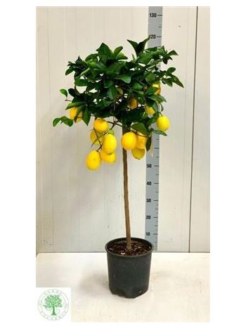 CITR LIMON