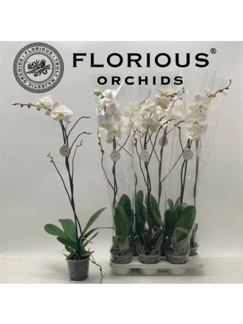 PHAL EXTRA 1 ÁG FEHÉR ELÁGAZÓ