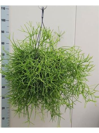 RHIPSALIS HETEROCLADA 25CM