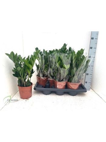 ZAMIOCULCAS ZAMIIFOL