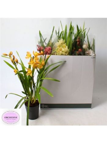 CYMBIDIUM GEM 2-3+