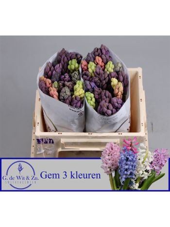 HYAC GEM 3 KLEUREN