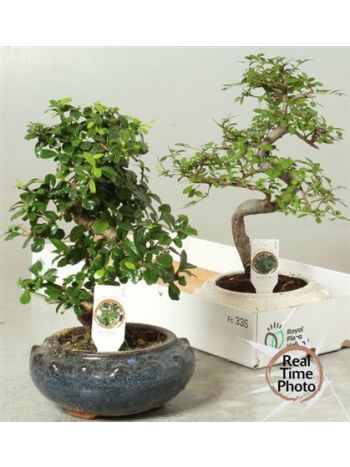 BONSAI GEM NAGY AKCIO