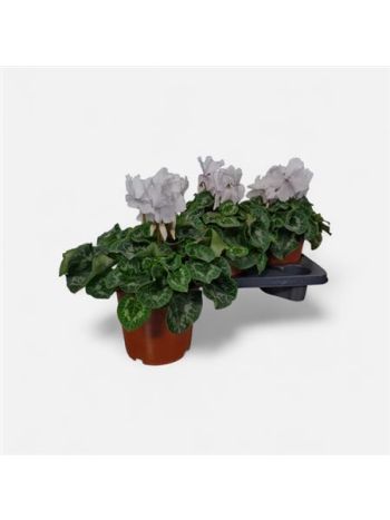 CYCL GR HAL CURLY FEHÉR AKCIO