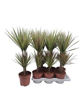 DRA MARG BICOLOR 2 TÖRZSES AKCIO