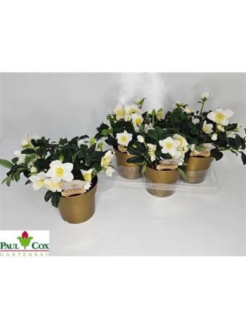 HELL NI HGC JOEL AKCIO