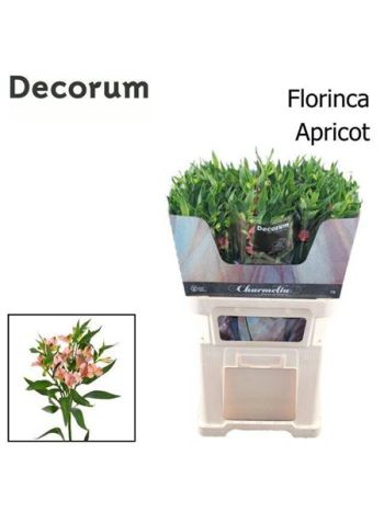 ALST FL CHAR APRICOT