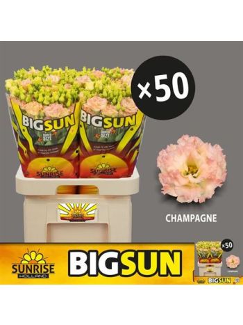 EUS G ALISSA CHAMPAG