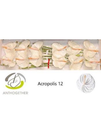 ANTH A ACROPOLIS *12