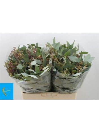 EUC POPUL M BES P BS