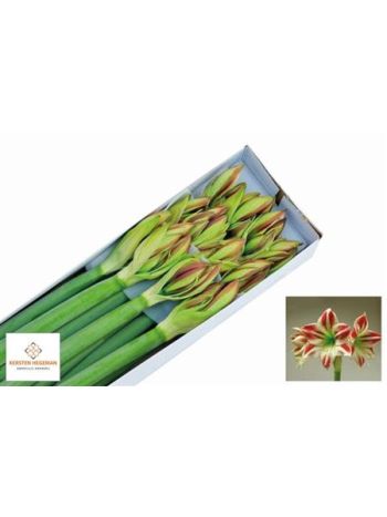 HIPP GA AMBIANCE *12