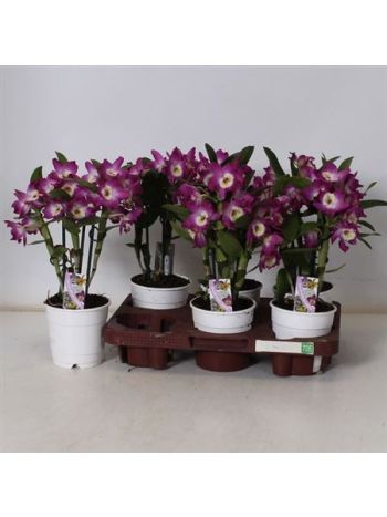 DENDR N 2 &Aacute;G AKATSUKI