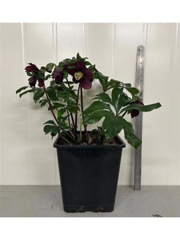 HELL ORIENTALIS FEKETE