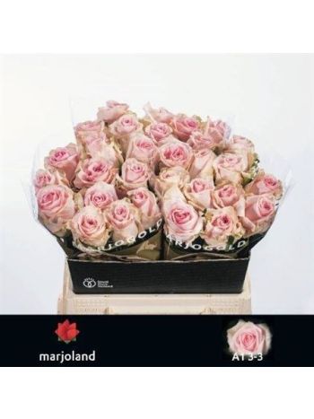 R GR4 SWEET DOLOMITI@